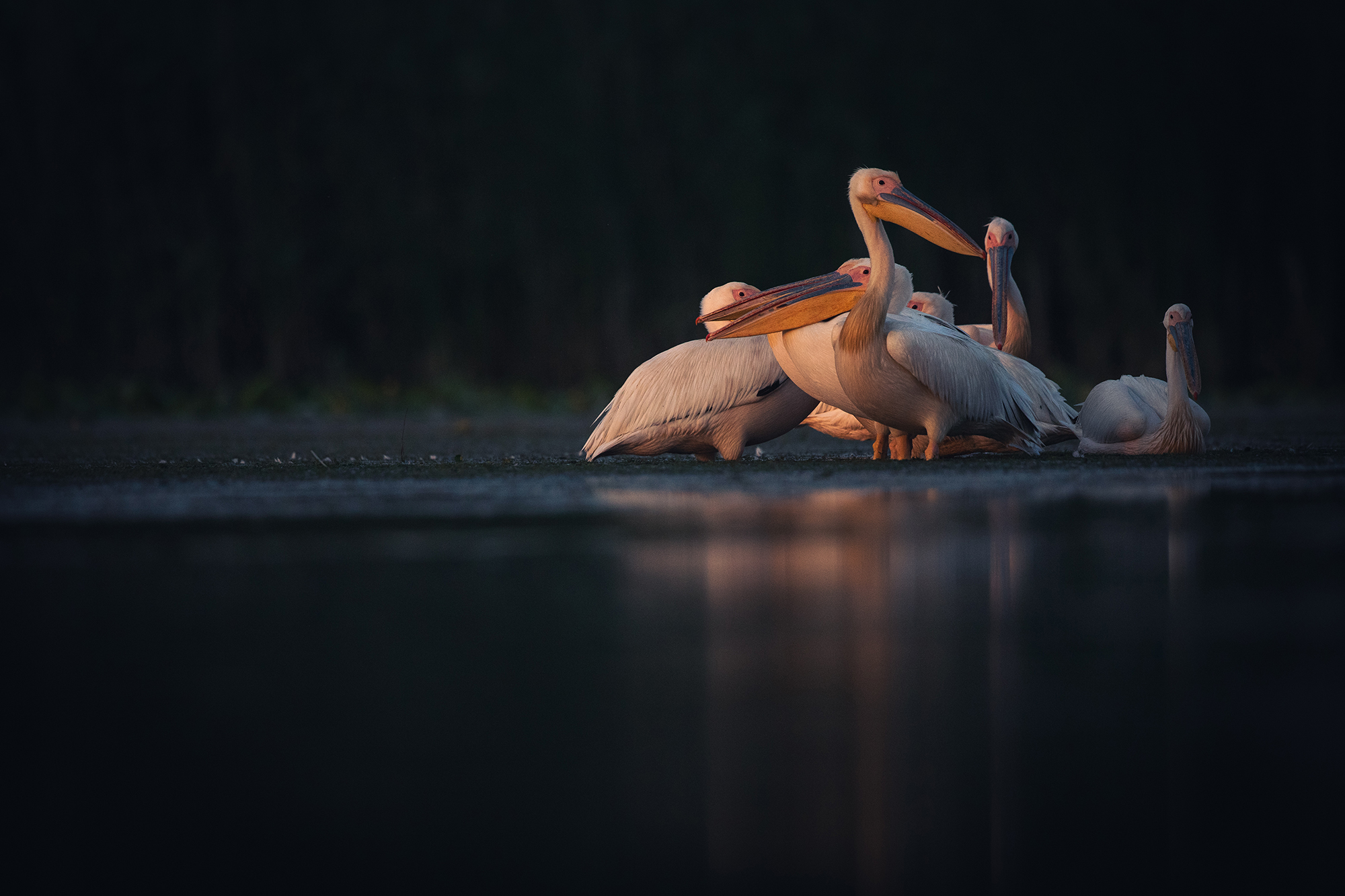Wildlife